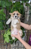 Amsburg's line red girl 2, a female Pembroke Welsh Corgi for sale in Sacramento, CA – Photo 2 of 5