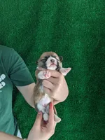 Amsburg's line red girl 2, a female Pembroke Welsh Corgi for sale in Sacramento, CA – Photo 3 of 5