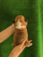 Amsburg's line red girl 2, a female Pembroke Welsh Corgi for sale in Sacramento, CA – Photo 2 of 5