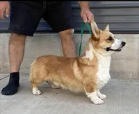 Amsburg's line red girl 2, a female Pembroke Welsh Corgi for sale in Sacramento, CA – Photo 4 of 5