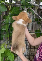 Amsburg's line red girl 2, a female Pembroke Welsh Corgi for sale in Sacramento, CA – Photo 3 of 5