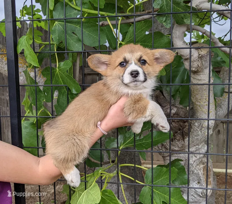 Amsburg's line red girl 2 – Pembroke Welsh Corgi puppy for sale in Sacramento, CA