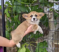 Amsburg's line red girl 2, a female Pembroke Welsh Corgi for sale in Sacramento, CA – Photo 1 of 5