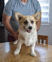 Amsburg's line red girl 2, a female Pembroke Welsh Corgi for sale in Sacramento, CA – Photo 5 of 5