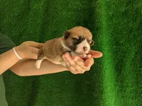 Amsburg's line red girl 2, a female Pembroke Welsh Corgi for sale in Sacramento, CA – Photo 1 of 5