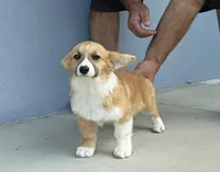 Amsburg's line red girl 3, a female Pembroke Welsh Corgi for sale in Sacramento, CA – 2 of 6