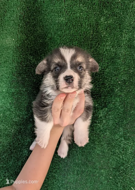 Amsburg's line tricolor male – Pembroke Welsh Corgi puppy for sale in Sacramento, CA