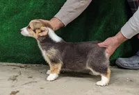 Amsburg's line tricolor female, a female Pembroke Welsh Corgi for sale in Sacramento, CA – Photo 2 of 3