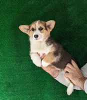 Amsburg's line tricolor female, a female Pembroke Welsh Corgi for sale in Sacramento, CA – Photo 1 of 3
