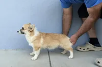 Amsburg's line Extremely Small girl , a female Pembroke Welsh Corgi for sale in Sacramento, CA – 3 of 5