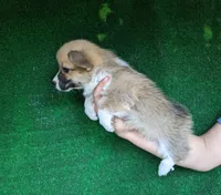 Amsburg's line red girl 2, a female Pembroke Welsh Corgi for sale in Sacramento, CA – 3 of 5