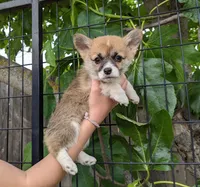 Amsburg's line red Toy girl , a female Pembroke Welsh Corgi for sale in Sacramento, CA – Photo 3 of 6