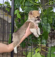 Amsburg's line red Toy girl , a female Pembroke Welsh Corgi for sale in Sacramento, CA – Photo 2 of 6