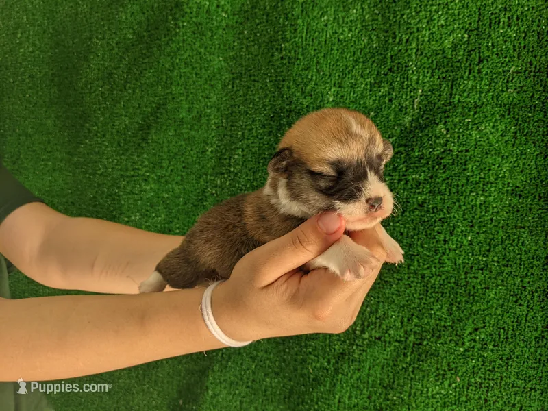 Amsburg's line red girl 3 – Pembroke Welsh Corgi puppy for sale in Sacramento, CA