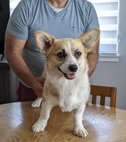 Amsburg's line red girl 3, a female Pembroke Welsh Corgi for sale in Sacramento, CA – Photo 5 of 5