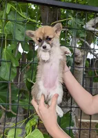 Amsburg's line red Toy girl , a female Pembroke Welsh Corgi for sale in Sacramento, CA – Photo 4 of 6