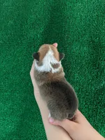 Amsburg's line red girl 3, a female Pembroke Welsh Corgi for sale in Sacramento, CA – Photo 2 of 5