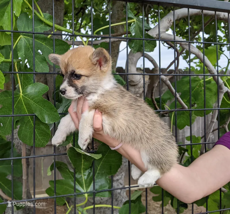 Amsburg's line red Toy girl  – Pembroke Welsh Corgi puppy for sale in Sacramento, CA