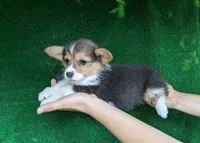 Amsburg's line tricolor girl , a female Pembroke Welsh Corgi for sale in Sacramento, CA – 1 of 4