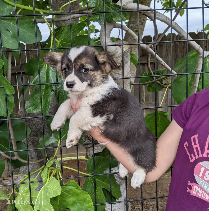 Amsburg's line tricolor male 2 – Pembroke Welsh Corgi puppy for sale in Sacramento, CA