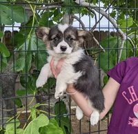 Amsburg's line tricolor male 2, a male Pembroke Welsh Corgi for sale in Sacramento, CA – 2 of 4