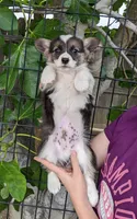 Amsburg's line tricolor male 2, a male Pembroke Welsh Corgi for sale in Sacramento, CA – 4 of 4