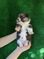 Amsburg's line tricolor male 2, a male Pembroke Welsh Corgi for sale in Sacramento, CA – Photo 2 of 3