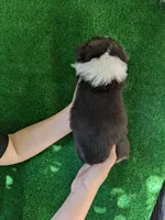 Amsburg's line tricolor male 2, a male Pembroke Welsh Corgi for sale in Sacramento, CA – Photo 3 of 3