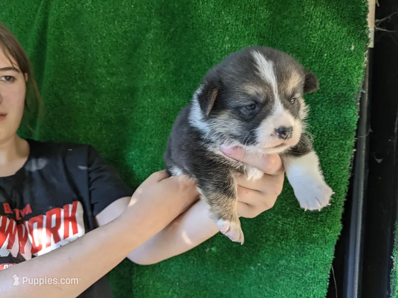 Amsburg's line tricolor male 2 – Pembroke Welsh Corgi puppy for sale in Sacramento, CA