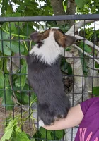 Amsburg's line tricolor male 2, a male Pembroke Welsh Corgi for sale in Sacramento, CA – 3 of 4