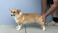 Amsburg's line red girl 1, a female Pembroke Welsh Corgi for sale in Sacramento, CA – 3 of 6