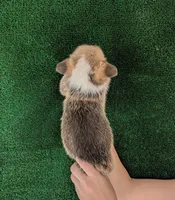 Amsburg's line red male 3, a male Pembroke Welsh Corgi for sale in Sacramento, CA – 2 of 3