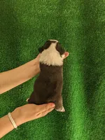 Amsburg's line tricolor girl, a female Pembroke Welsh Corgi for sale in Sacramento, CA – Photo 3 of 5