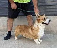 Amsburg's line tricolor girl, a female Pembroke Welsh Corgi for sale in Sacramento, CA – Photo 4 of 5