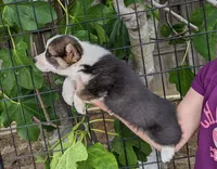 Amsburg's line tricolor girl Hold, a female Pembroke Welsh Corgi for sale in Sacramento, CA – 2 of 5
