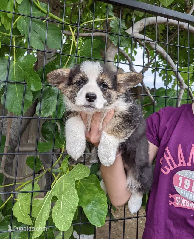 Amsburg's line tricolor girl Hold – Pembroke Welsh Corgi puppy for sale in Sacramento, CA