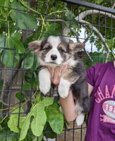 Amsburg's line tricolor girl Hold, a female Pembroke Welsh Corgi for sale in Sacramento, CA – 1 of 5
