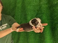 Amsburg's line tricolor girl, a female Pembroke Welsh Corgi for sale in Sacramento, CA – Photo 1 of 5