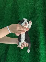 Amsburg's line tricolor girl, a female Pembroke Welsh Corgi for sale in Sacramento, CA – Photo 2 of 5