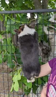 Amsburg's line tricolor girl Hold, a female Pembroke Welsh Corgi for sale in Sacramento, CA – 3 of 5