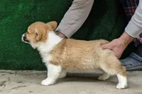 Amsburg's line red male, a male Pembroke Welsh Corgi for sale in Sacramento, CA – Photo 2 of 4