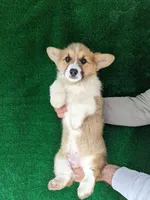 Amsburg's line red male, a male Pembroke Welsh Corgi for sale in Sacramento, CA – Photo 3 of 4