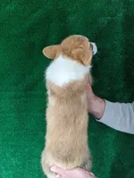 Amsburg's line red male, a male Pembroke Welsh Corgi for sale in Sacramento, CA – Photo 4 of 4