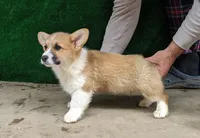 Amsburg's line red male, a male Pembroke Welsh Corgi for sale in Sacramento, CA – Photo 1 of 4