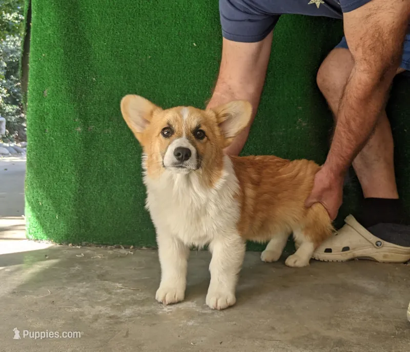 Amsburg's line red male – Pembroke Welsh Corgi puppy for sale in Sacramento, CA