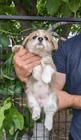 Amsburg's line red girl 1, a female Pembroke Welsh Corgi for sale in Sacramento, CA – Photo 4 of 6