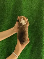 Amsburg's line red girl 1, a female Pembroke Welsh Corgi for sale in Sacramento, CA – Photo 3 of 5