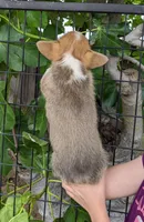Amsburg's line red girl 1, a female Pembroke Welsh Corgi for sale in Sacramento, CA – Photo 3 of 6