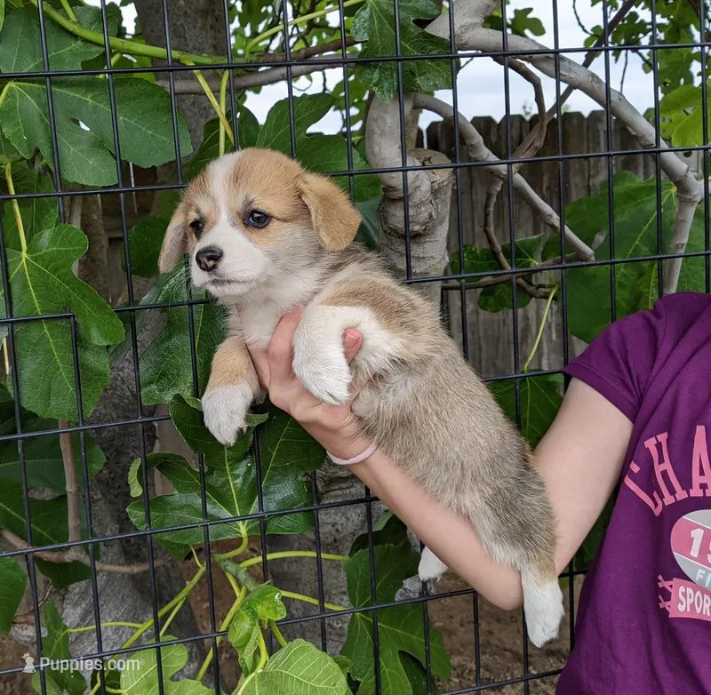 Amsburg's line red girl 1 – Pembroke Welsh Corgi puppy for sale in Sacramento, CA