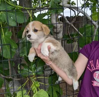 Amsburg's line red girl 1, a female Pembroke Welsh Corgi for sale in Sacramento, CA – Photo 1 of 6
